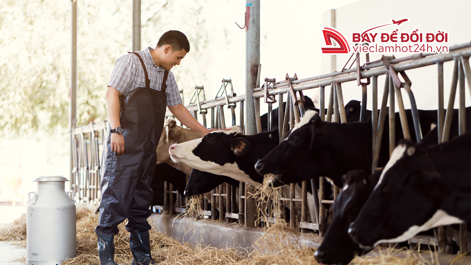 Chăn nuôi bò sữa tại trang trại