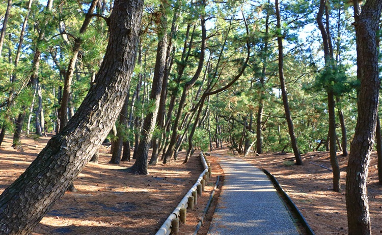 Rừng thông Miho-no-Matsubara vào mùa hạ