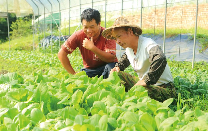Một nông trường trồng rau ở Đài Loan