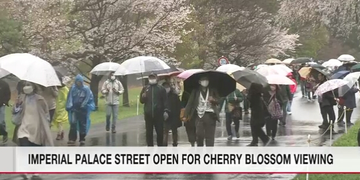 Hoàng cung Tokyo mở cửa đón công chứng ngắm hoa anh đào